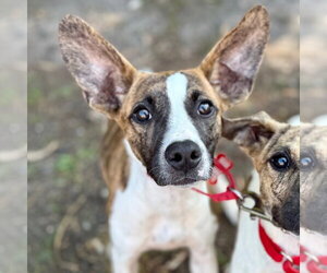 Pixie - Female Plott Hound-Unknown Mix Dog for Adoption - Photo #3