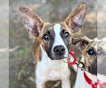 Small Photo #3 Plott Hound-Unknown Mix Puppy For Sale in Canton, CT, USA