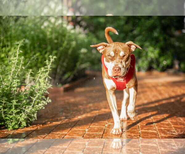 Medium Photo #8 Mutt Puppy For Sale in Holly Springs, NC, USA
