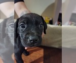Small Photo #1 Cane Corso Puppy For Sale in WOODLAND, WA, USA