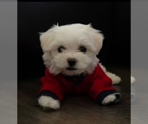 Medium Photo #2 Maltese Puppy For Sale in DELTONA, FL, USA