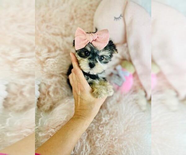 Medium Photo #9 Morkie Puppy For Sale in MIAMI, FL, USA