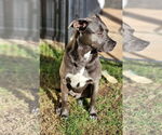 Small #28 Blue Lacy Mix