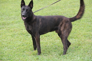 Father of the Dutch Shepherd Dog puppies born on 11/23/2015