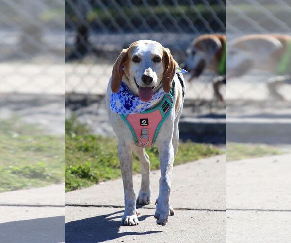 Medium Photo #2 Treeing Walker Coonhound Puppy For Sale in Tampa, FL, USA