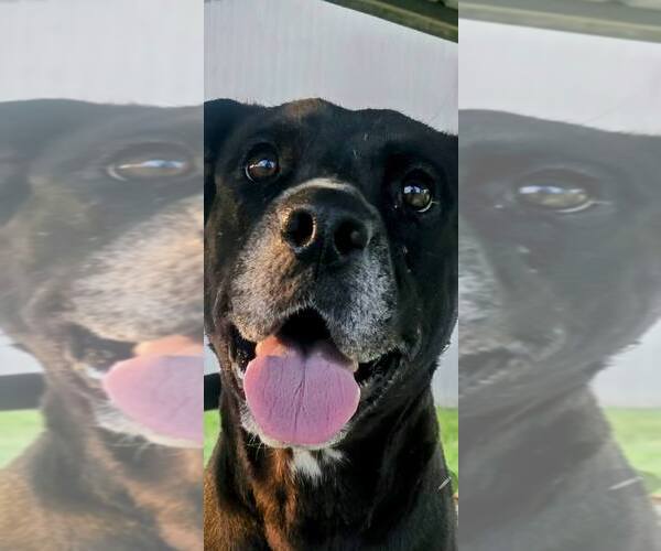 Medium Photo #2 Mutt Puppy For Sale in Abbeville, LA, USA