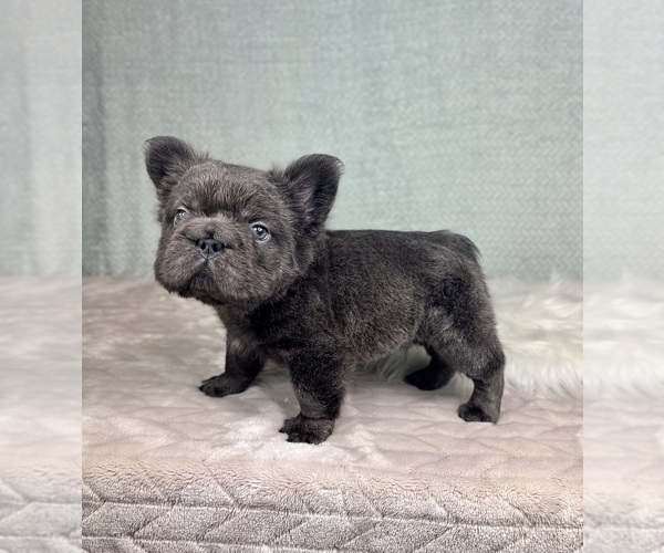 Medium Photo #1 French Bulldog Puppy For Sale in FRANKLIN, IN, USA
