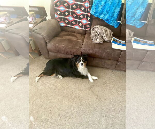 Medium Photo #4 Australian Shepherd Puppy For Sale in Dallas, TX, USA