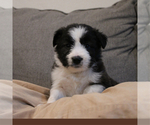 Small Photo #4 Border-Aussie Puppy For Sale in CAMARILLO, CA, USA