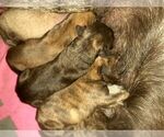 Small Photo #8 Mastiff Puppy For Sale in CYPRESS, TX, USA
