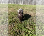 Small Photo #12 German Shorthaired Pointer Puppy For Sale in ELIZABETH CITY, NC, USA