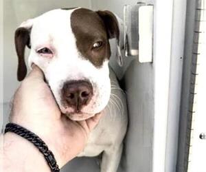 Mutt Dogs for adoption in Houston, TX, USA