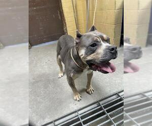Bulldog Dogs for adoption in Stockton, CA, USA