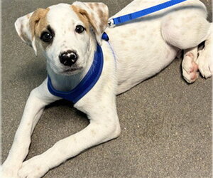 Labrador Retriever Dogs for adoption in Houston, TX, USA