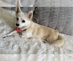 Small Photo #129 Pomsky Puppy For Sale in LOVELAND, CO, USA