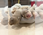 Small #7 American Bully