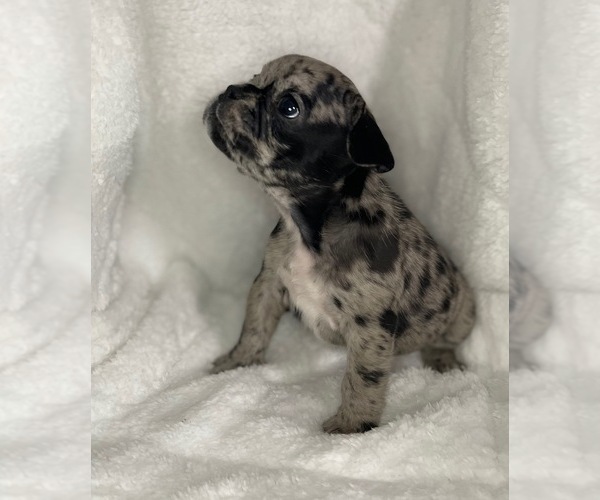 Medium Photo #1 French Bulldog Puppy For Sale in DECATUR, IL, USA