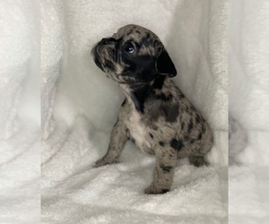 French Bulldog Puppy for sale in DECATUR, IL, USA