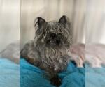 Small Maltese Mix