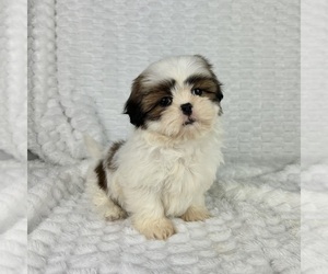 Shih Tzu Puppy for sale in FRANKLIN, IN, USA