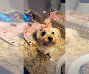 Mother of the Yorkipoo puppies born on 05/11/2026