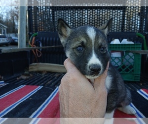 Siberian Husky Puppy for sale in LONG EDDY, NY, USA