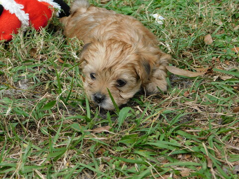 Medium Photo #14 Morkie Puppy For Sale in ORLANDO, FL, USA