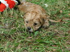 Small Photo #14 Morkie Puppy For Sale in ORLANDO, FL, USA