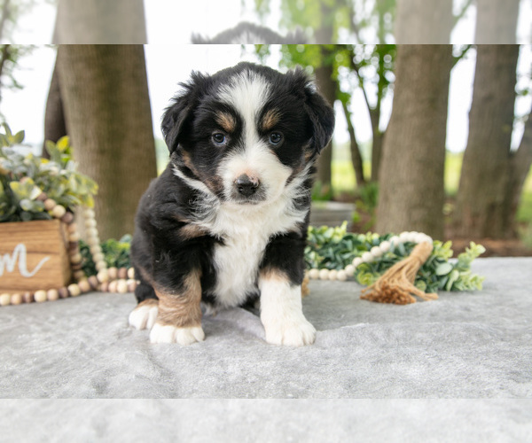 Medium Photo #4 Miniature American Shepherd Puppy For Sale in CHRISTIANA, PA, USA