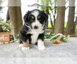 Small #2 Miniature American Shepherd
