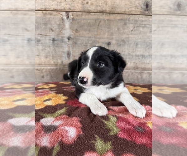 Medium Photo #10 Border Collie Puppy For Sale in VERMONTVILLE, MI, USA