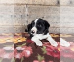 Small #9 Border Collie
