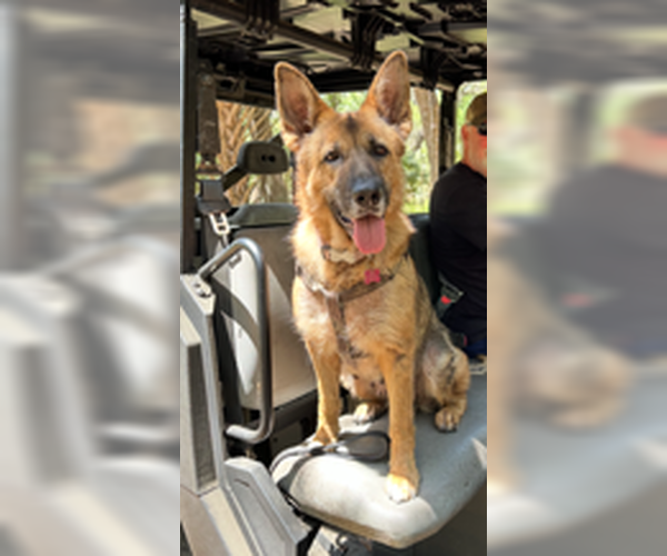 Medium Photo #1 German Shepherd Dog Puppy For Sale in Eustis, FL, USA