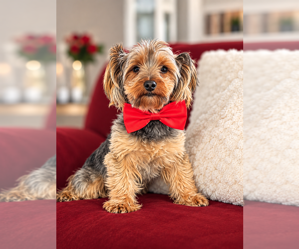 Medium Photo #1 Yorkshire Terrier Puppy For Sale in CLIFTON, NJ, USA