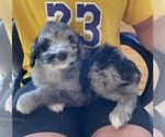 Small Photo #2 F2 Aussiedoodle Puppy For Sale in BERLIN, NJ, USA