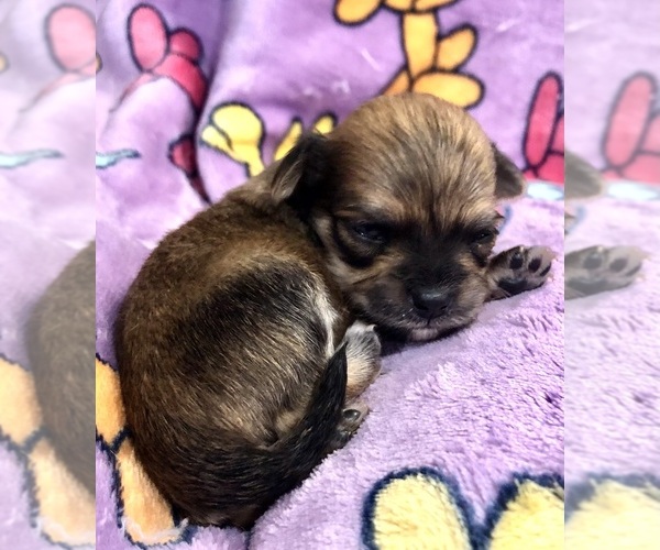 Medium Photo #5 Chihuahua Puppy For Sale in SHERMAN, TX, USA