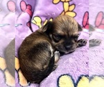 Small #4 Chihuahua