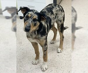 Catahoula Leopard Dog Dogs for adoption in Seattle, WA, USA