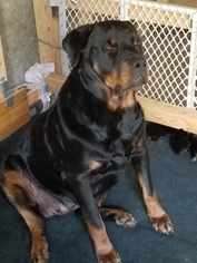 Mother of the Rottweiler puppies born on 12/13/2017
