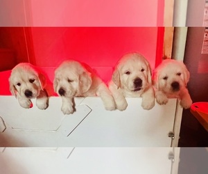 English Cream Golden Retriever Litter for sale in BEAN STATION, TN, USA
