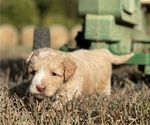 Small Photo #3 Aussiedoodle Miniature  Puppy For Sale in GARLAND, KS, USA