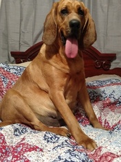 Mother of the Bloodhound puppies born on 08/12/2017