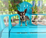 Small #1 Chihuahua