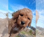 Small Photo #125 Goldendoodle (Miniature) Puppy For Sale in GASTONIA, NC, USA