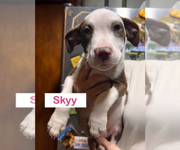 Medium Photo #4 Mutt Puppy For Sale in Claremore, OK, USA