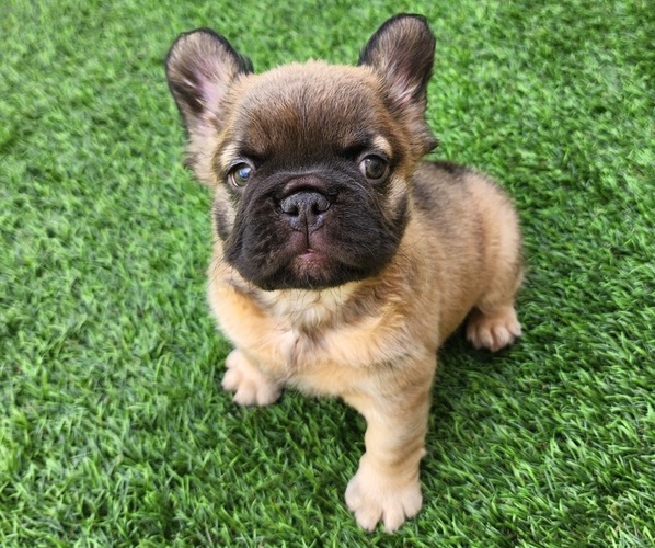 Medium Photo #15 French Bulldog Puppy For Sale in LAS VEGAS, NV, USA