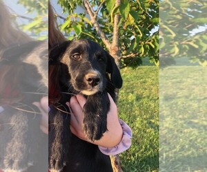 Golden Retriever-Jack Russell Terrier Mix Puppy for sale in LEETONIA, OH, USA