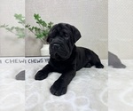 Small #4 --Chinese Shar-Pei Mix
