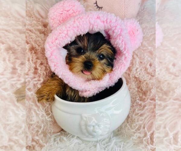Medium Photo #4 Yorkshire Terrier Puppy For Sale in LANCASTER, PA, USA