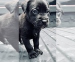Small Photo #10 Cane Corso Puppy For Sale in SAINT JOSEPH, MO, USA